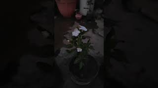 Vinca flower plant ☘️shorts youtubeshorts viralvideo trending flowers tips [upl. by Georgeanna977]