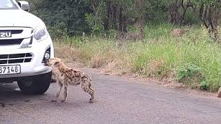 Baby hyena intends to clean the vehicle [upl. by Alarick]