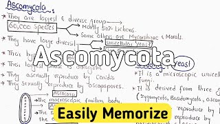 Ascomycota Life Cycle  Characteristics [upl. by Aticilef237]