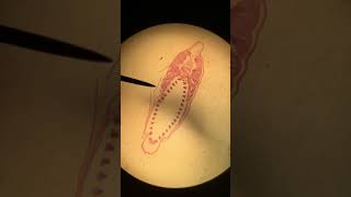 AmphioxusLancelet Female Cross Section [upl. by Zeuqcaj]