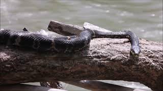 2022 Aмурский полоз  The Amur Rat Snake [upl. by Ydnyl]