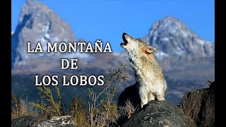 Lobos En La Naturaleza  Documental la Montaña De Los Lobos [upl. by Truelove]