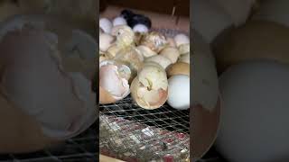 Homemade incubator hatching result [upl. by Silirama]