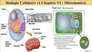 cours de biologie cellulaire s1 svi fssm et BCG 2023 les mitochondries [upl. by Eyeleen]