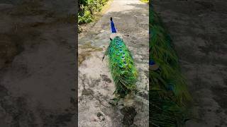 peacock song 🦚viralshort amazingpeacock peacock peacockbeauty nature peacockcall wildlife [upl. by Larine]