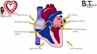 Animation E1 32 The cardiac cycle [upl. by Ailet]