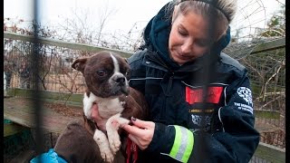 Emaciated Dog Rescued from a Puppy Mill [upl. by Nowell]