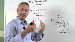 Immunology lecture 15  Type III Hypersensitivity Reactions 26 [upl. by Ahsiemat]