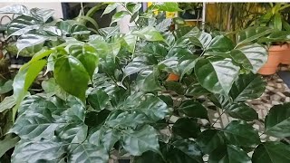 Radermachera sinica  China doll plant  one of the best indoor plant  elegant foliage  care tips [upl. by Trotter]