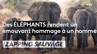 Émouvant  un éléphant rend hommage à un homme décédé  ZAPPING SAUVAGE [upl. by Naesyar218]