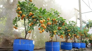 Method of growing kumquat and lemon from branches at home for lots of fruit [upl. by Enyehc]