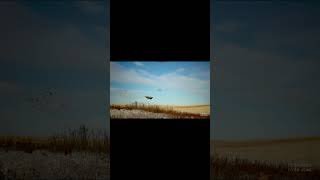 uplandgame uplandhunting pheasanthunting pheasants [upl. by Ardel]