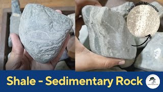 Shale Sedimentary Rock Identification  Explore Petroleum Geoscience in Earth [upl. by Yusuk]