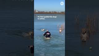 Dogs rescued after falling through lake ice in Colorado Shorts [upl. by Emelen976]