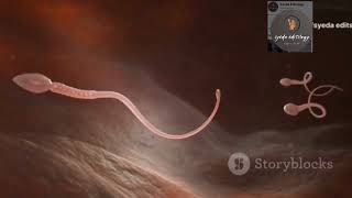 3D Animation How long does sperm live in female body viral subscribers youtuber [upl. by Sulokcin253]