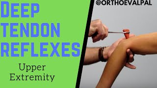 Deep Tendon Reflexes of the Upper Extremities [upl. by Yrotciv288]