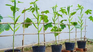 Revealing the secret to grow okra at home for many fruits [upl. by Shoifet]