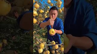 Big pear fruit picking test eating so sweet fresh harvest natural satisfying [upl. by Naeloj]