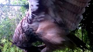 Slow motion eagle owl flight and attack [upl. by Anirbys]