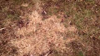 Zoysia grass and weed n feed [upl. by Marylou]