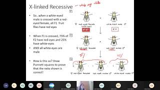 Chap 16 Part 3a SexLinked Genes 13  Cambridge ALevel 9700 Biology [upl. by Atikan]