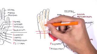 Clinical Anatomy  Hand Wrist palmar aspectflexors [upl. by Koval382]