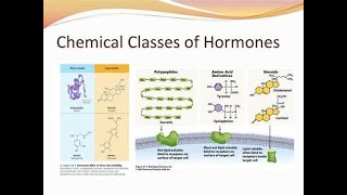 Chemical structure basis classification of hormones [upl. by Cornall]