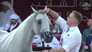 N 214 BASHAYER AL BAWADI Al Shaqab International Arabian Horse Show 2024 Mares 4 6 Years Old Cla [upl. by Eneleoj]