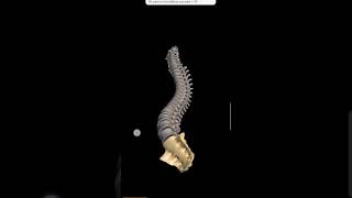 Human vertebral column  Anatomy of vertebral column  3D animation of vertebral column [upl. by Tandi]