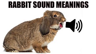 13 Sounds Rabbits Make and What They Mean [upl. by Ylrebnik363]