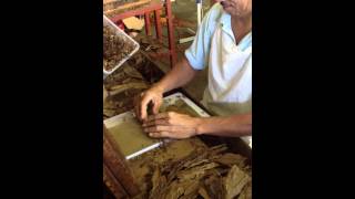 Caribbean Tobacco Bugaba Panama [upl. by Larry]