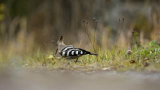 Härfågel Hoopoe Upupa epops Övertänger Enviken [upl. by Ahsinawt517]