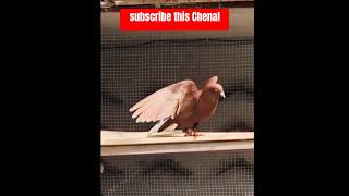 Red Moshal shortvideo pigeonattitude [upl. by Efar512]