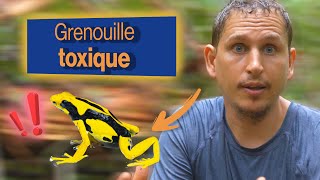 Grenouille et diversification des couleurs 🐸 Rencontre avec Mathieu Chouteau [upl. by Odraode]