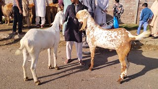 Phari Wala Maal  Rajanpuri Makhi Chena Bakre  Qurbani 2024  Desi Chatre Mazhar Biba Official [upl. by Urson]