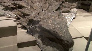 Wellpreserved dinosaur unearthed in Canada gets name backstory [upl. by Ronyar]