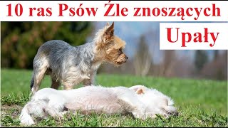 10 ras Psów które Źle znoszą Upały [upl. by Cibis]