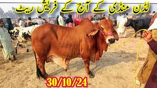 New Situation Of Rates Today In The Luddan Animal Market  Sahiwal Cholistani Bachra Farmin [upl. by Aranahs]