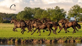 That sound of 10 galloping Friesian horses [upl. by Calia]