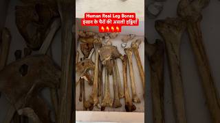 Human Real Leg Bones  इंसान के पैरों की असली हड्डियाँ  Hip Bone Femur Tibia amp Fibula shorts [upl. by Yrogiarc]