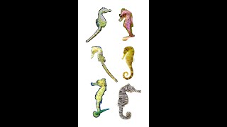 Types of Seahorses  Different Seahorse Species  In English [upl. by Hadeis]