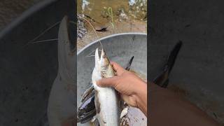 Cast net fishing and catch Wallago attu catfish  Indian net fishing video  Village fishing video [upl. by Laspisa]