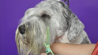 Grooming Guide  How to groom a Labrdoodle  Schnauzer Trim  Pro Groomer [upl. by Ihsir]