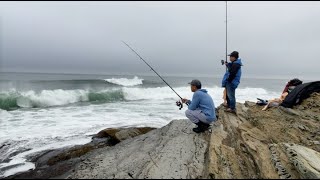 Tautog fishing at Beavertail Lighthouse Jamestown RI 1014 2024 [upl. by Nanreik]