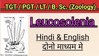 Structure of Leucosolenia [upl. by Ytak]