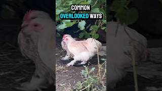 The Overlooked Ways Chickens Contract Coccidiosis [upl. by Josephina901]