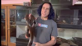 Pros and Cons of owning a mainland reticulated python [upl. by Godrich272]