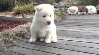 This White Husky Puppy is as Gorgeous as Waikiki [upl. by Pears]