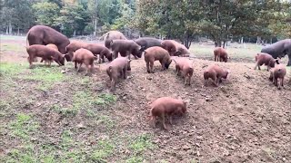 Red Wattle amp Tamworth mangalitsa cross  beautiful piglets [upl. by Ladnyc689]