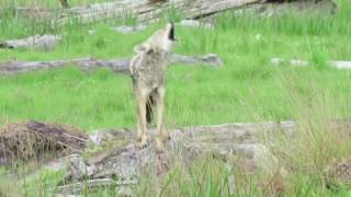 Coyote barking [upl. by Erna]